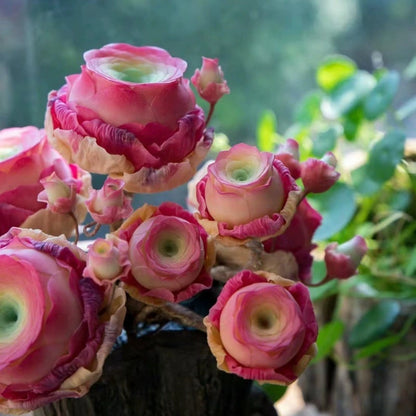 🌱🌹Hegyi Rózsa: Szépség, ami sosem fakul, még a kezdő pengékkel játszók számára sem!" 🌺