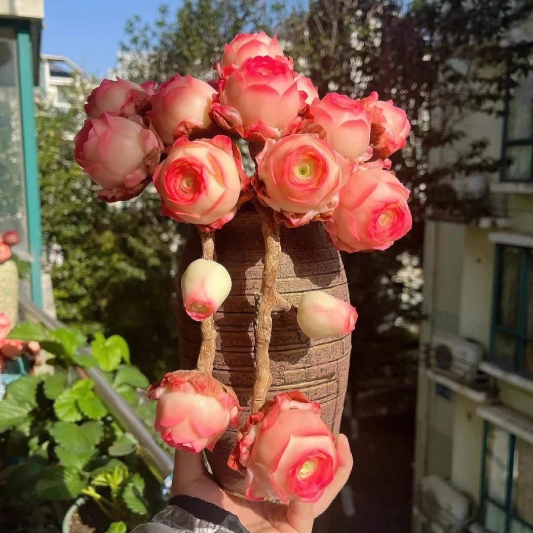 🌱🌹Hegyi Rózsa: Szépség, ami sosem fakul, még a kezdő pengékkel játszók számára sem!" 🌺