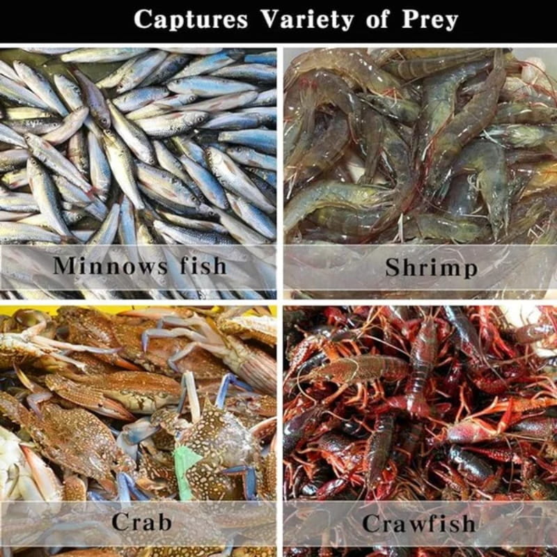 🔥 Automatikusan Összecsukható Erősített Horgász Csapda Háló 🐟